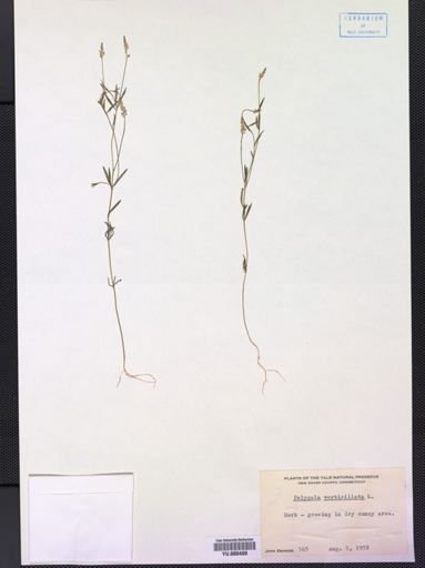 Polygala verticillata