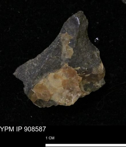 undet. Mollusca