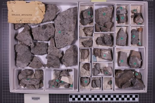 mixed taxa, stratigraphic collection