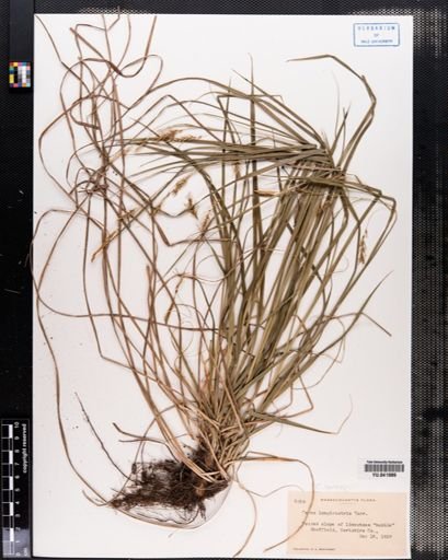 Carex sprengelii
