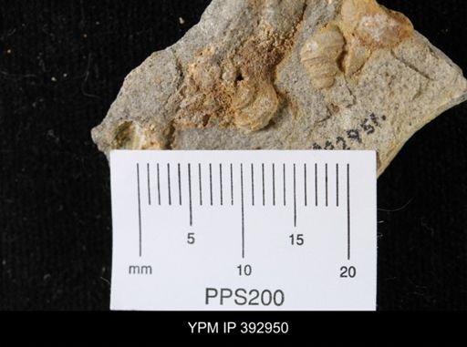 Scaphites sp.