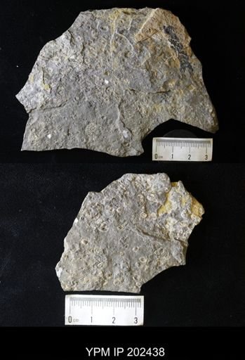 Conchostraca