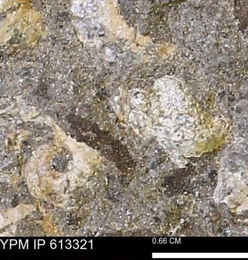 Scaphites sp.
