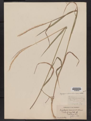 Elymus trachycaulus subsecundus