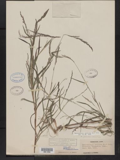 Muhlenbergia mexicana