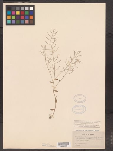 Arabidopsis thaliana