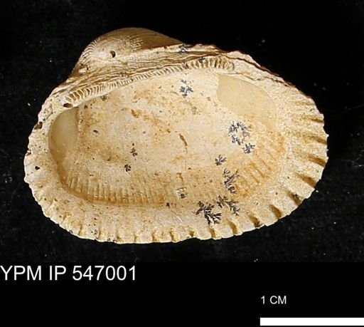 Scapharca transversa