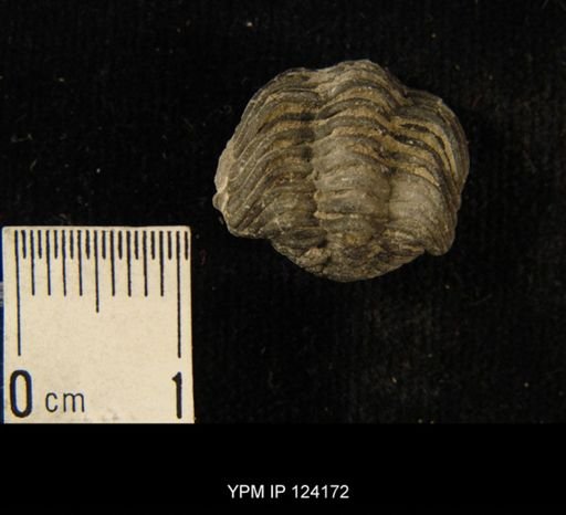 Phacops rana