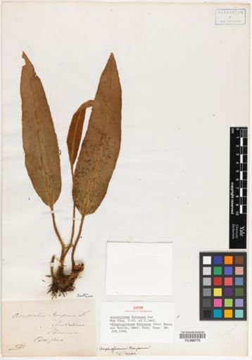 Elaphoglossum boryanum