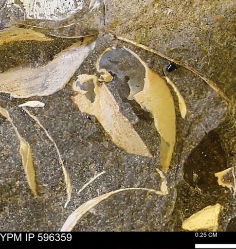 Limopsis striatopunctatus