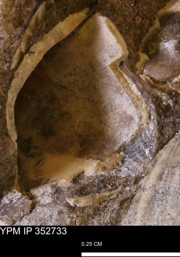 undet. Bivalvia
