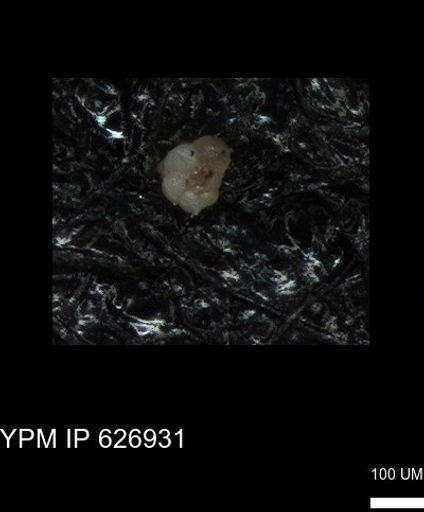 undet. Globigerinina
