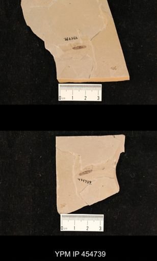 undet. Blattaria