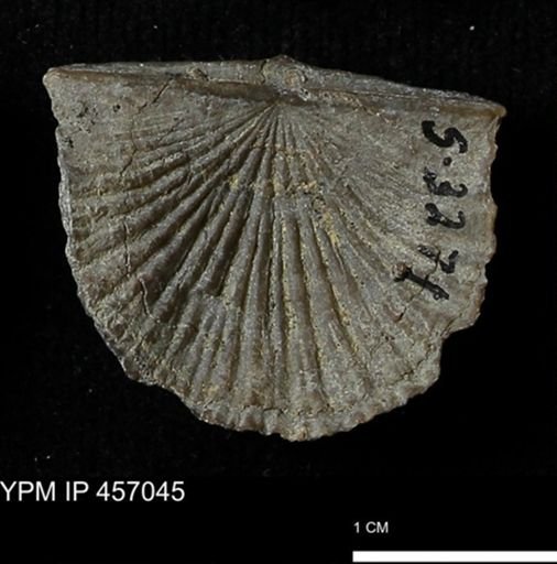 Stropheodonta sp.
