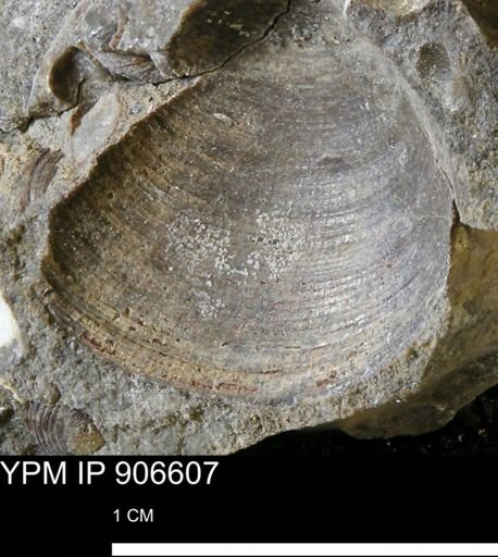 Limopsis?