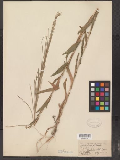 Arabis glabra
