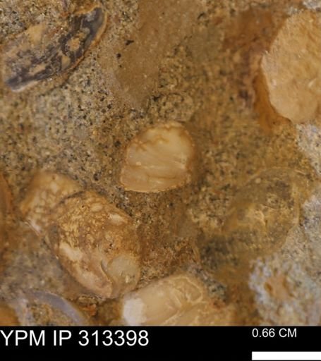 Corbicula sp.