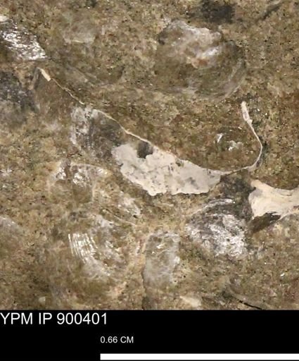 Anomia gryphorhyncha