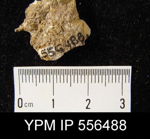 Vitulina pustulosa