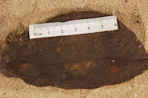 Apocrophyllum sordidurn