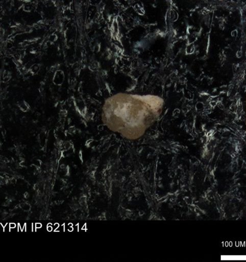 undet. Foraminiferida