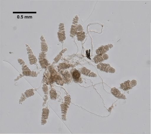 Nanomia cara