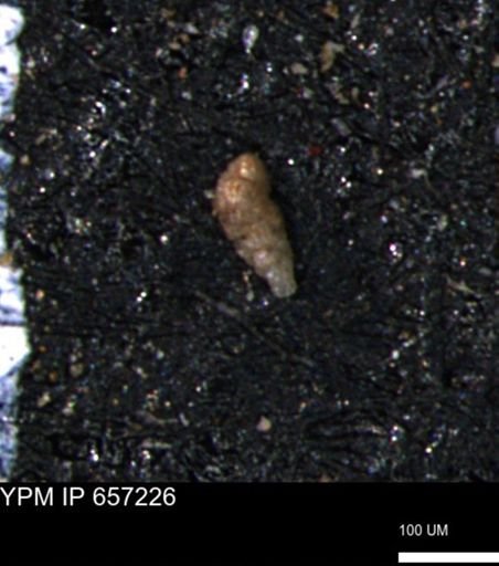 Verneuilinoides kansasensis