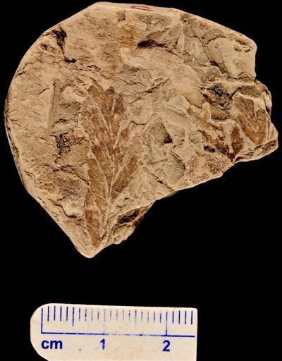 Asplenium dicksonianum