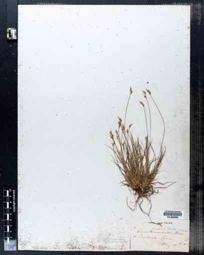 Carex albicans