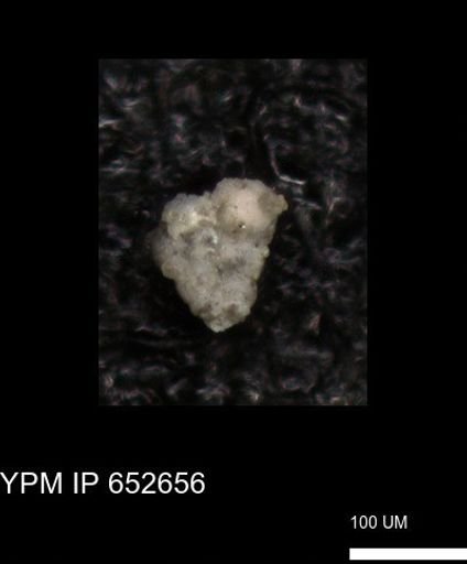 undet. Foraminiferida