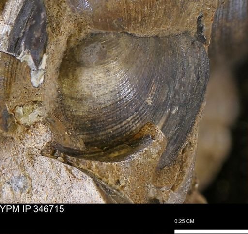 Limopsis striatopunctatus