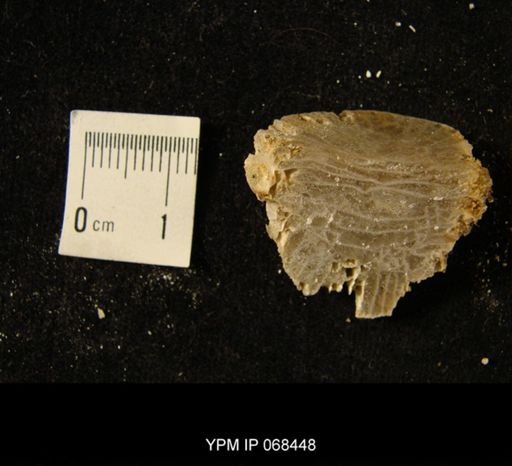 Neozaphrentis sp.