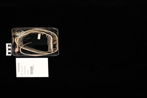 Liasis mackloti savuensis