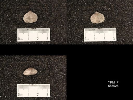 Camarotoechia borealis