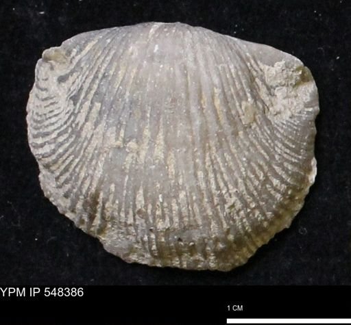 Stropheodonta navalis