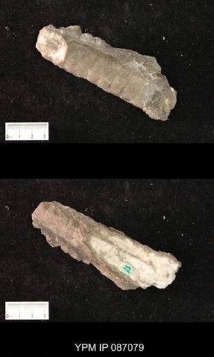 Vaginoceras piscator