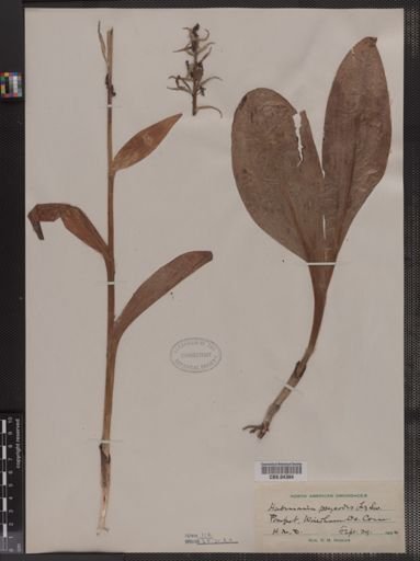 Habenaria psycodes