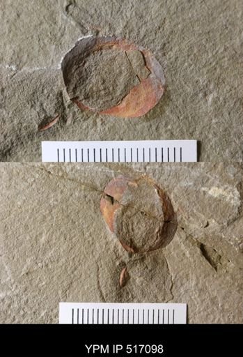 undet. Chasmataspidida