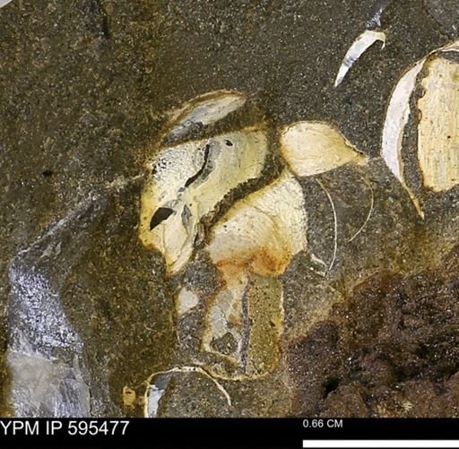 Protocardia sp.