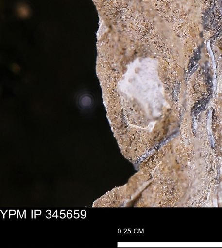 undet. Mollusca