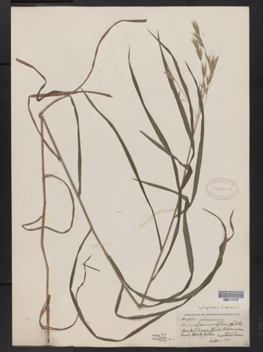 Bromus latiglumis