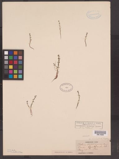 Elatine minima