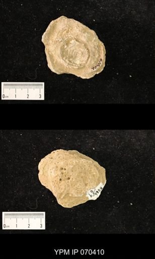 Heliolites nucella