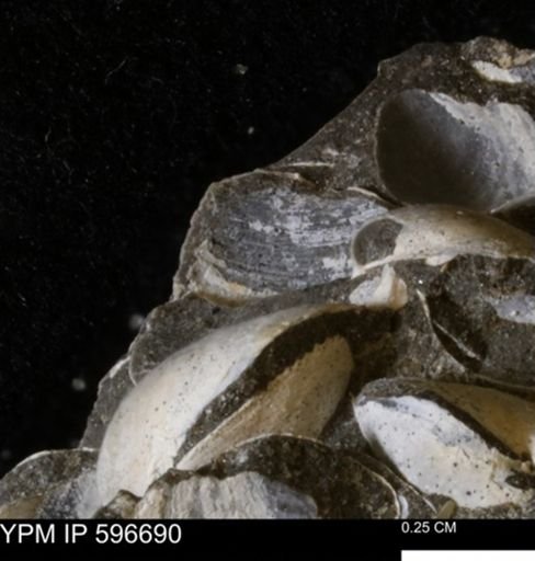 Limopsis striatopunctatus