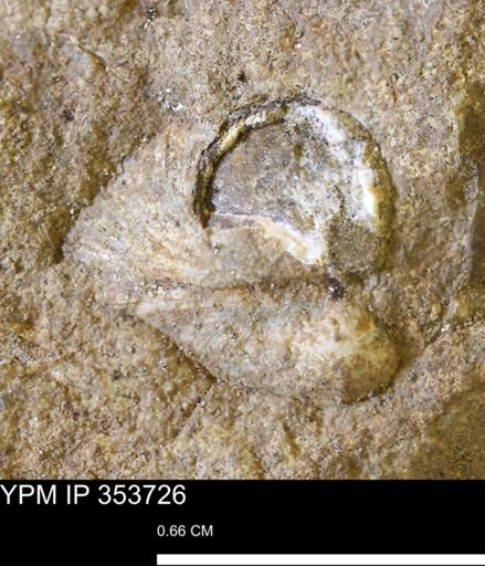 Limopsis striatopunctatus