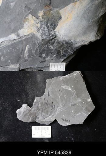 undet. Eurypterida