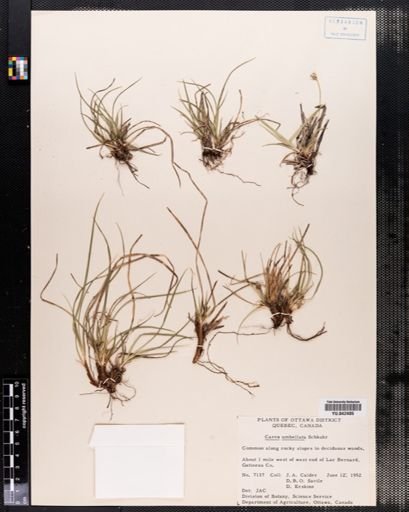 Carex vaginata
