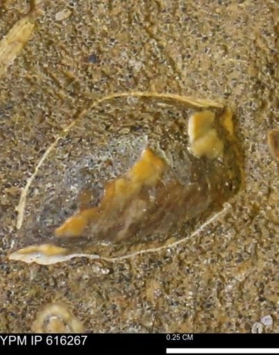 Protocardia subquadrata