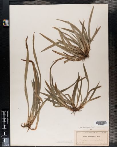 Carex abscondita