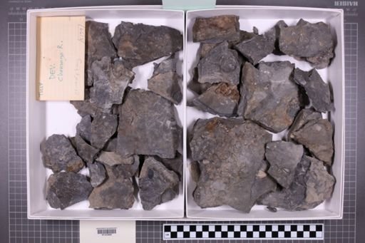mixed taxa, stratigraphic collection